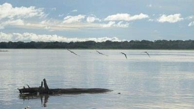 Sínodo Especial para a Amazônia será realizado em outubro de 2019